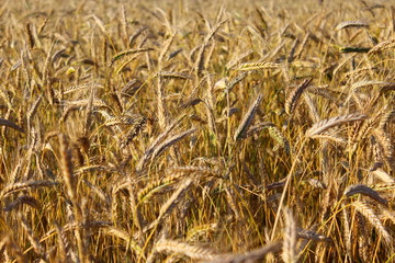Field of ripe rye. Summer background.