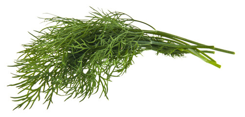 green dill isolated on white background