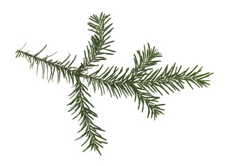 branch of Christmas tree isolated on white background