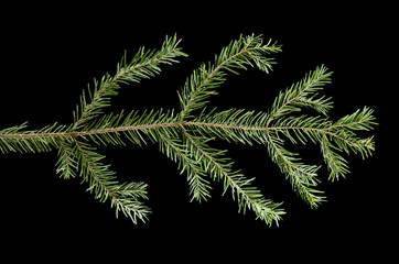 green branch of a Christmas tree isolated on a black background