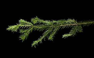 green branch of a Christmas tree isolated on a black background