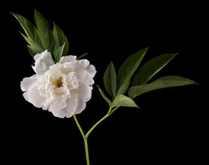 white peony flowers isolated on a black background