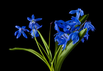 blue snowdrops isolated on a black background