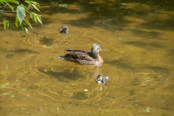 Mother duck with two ducklings swim in shallow clear water under a tree branch. Russia. Moscow