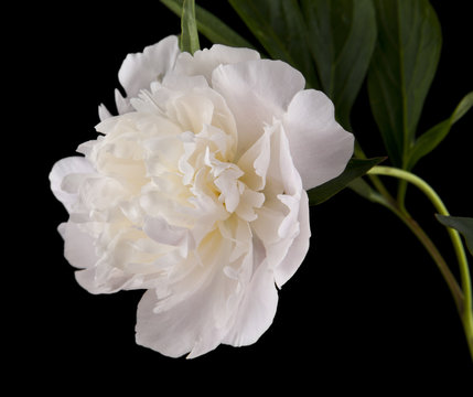 white peony flowers isolated on a black background