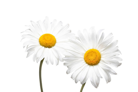 Camomile flowers isolated on white background, floral motif wallpaper