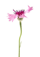 pink flowers of Centaurea isolated on white background