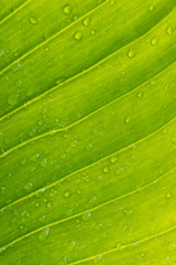 Green leaf with drops of water - Abstract green striped nature background, Natural photography (Vintage tone)