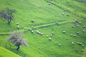 rebaño de ovejas en el campo país vasco