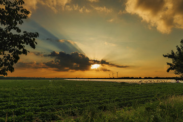 Ein Erdbeerfeld mit Folienzelten im Sonnenuntergang im Spreewald