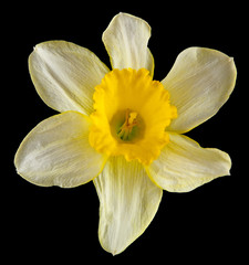 Fototapeta na wymiar daffodil flowers isolated on a black background