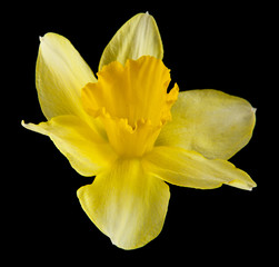 Narcissus flowers isolated on a black background