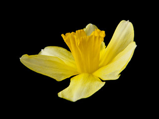 Narcissus flowers isolated on a black background