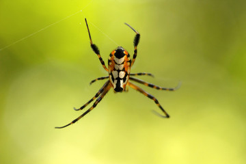 Pear shaped leucauge spider, Opadometa sp, Tetragnathidae, Trishna, Tripura