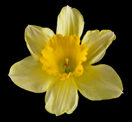 Narcissus flowers isolated on a black background