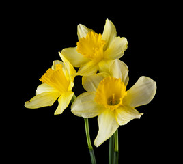 yellow daffodil flowers isolated on a black background