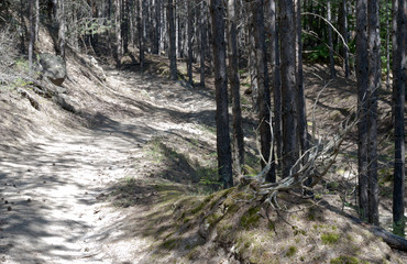 The way through the forest