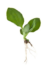 plantain isolated on white background