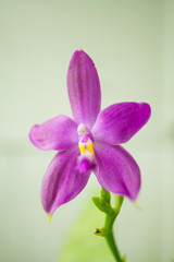 Beautiful rare orchid in pot on blurred background