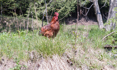 chicken, bird, rooster, farm, animal, hen, poultry, grass, agriculture, nature, cockerel, red, feathers, fowl, rural, feather, domestic, green, beak, pheasant, field, food, brown, colorful, farming