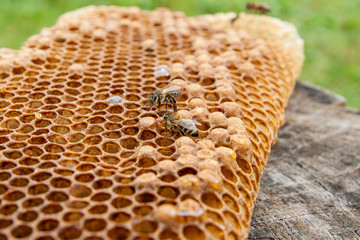 Close up view of the working bee on the honeycomb with sweet honey..