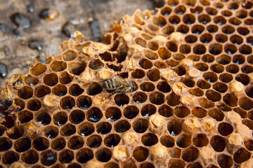 Close up view of the working bee on the honeycomb with sweet honey..