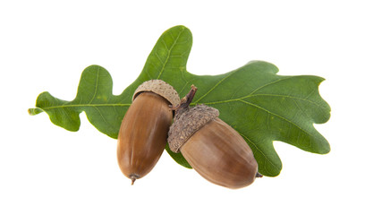 green leaves of an oak and acorns isolated on a white background