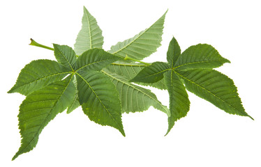 Naklejka na ściany i meble green leaves of chestnut isolated on white background
