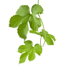 green ivy leaves isolated on white background