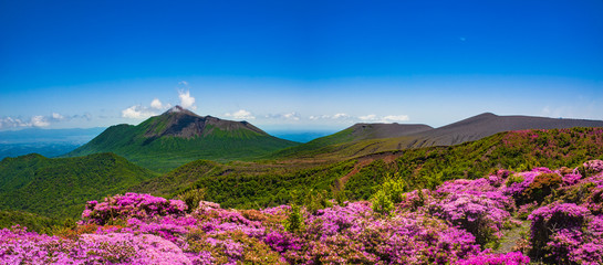 満開のミヤマキリシマと新緑 霧島の山