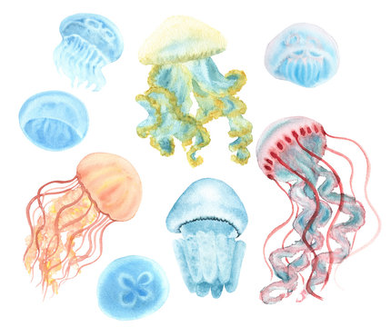 Jellyfish set