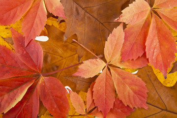red leaves of grapes as background