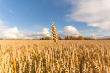 Finnish wheat field. Kajaani, Finland