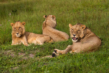 Fototapeta na wymiar Mighty Lion watching the lionesses who are ready for the hunt in Masai Mara, Kenya (Panthera leo)