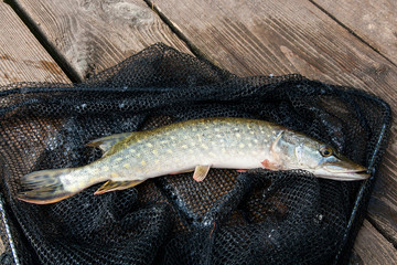 Close up view of big freshwater pike lies on black fishing net..