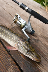 Freshwater pike and fishing equipment lies on wooden background..