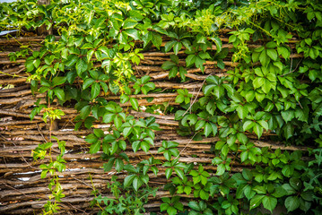 Ivy wall and wooden sticks background.