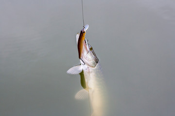 Just caught freshwater fish Northern pike (Esox lucius) in pound water. .
