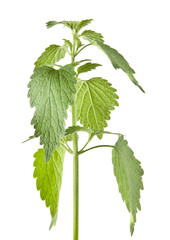 green nettle isolated on white background