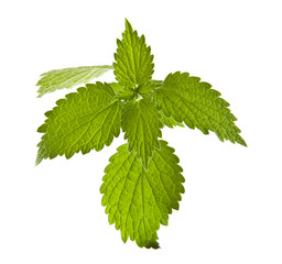green nettle leaves isolated on white background