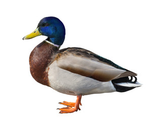 standing mallard duck drake with blue head on white