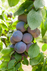 Close up of the plum tree branch with ripe juicy fruits on sunset light.