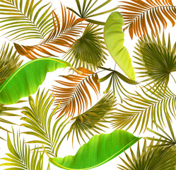 leaves of palm tree background