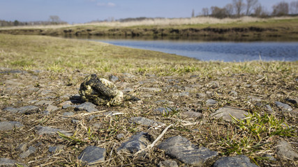 Dogs pile on a river