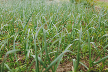 Obraz premium Sapling of garlic. Ripe of green garlic sprouts farm. Organically cultivated garlic plantation in vegetable garden. Agricultural background. Feathers green onion growing in garden. Spring harvest.