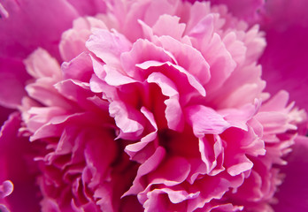 Peony flower texture as background