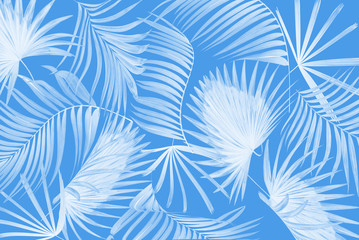 leaves of palm tree background