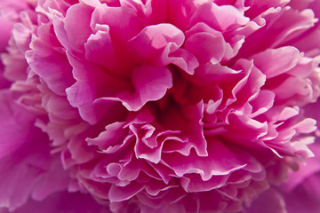 Peony flower texture as background