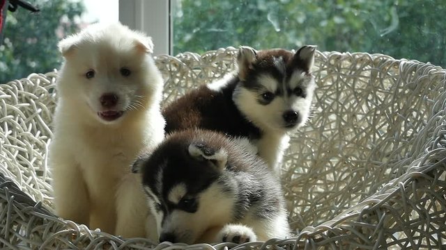 Group of siberian husky puppies sitting on white wicker chair under sunlight slow motion 