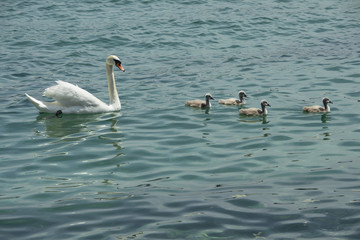 Schwan schwimmt mit vier Jungen im Genfersee, Genf, Schweiz